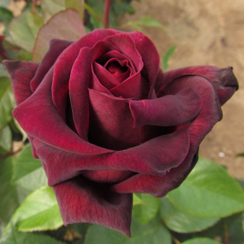 Rosa  Sealed with a Kiss™ - czerwony  - Róże pienne - z kwiatami hybrydowo herbacianymi - korona równomiernie ukształtowana